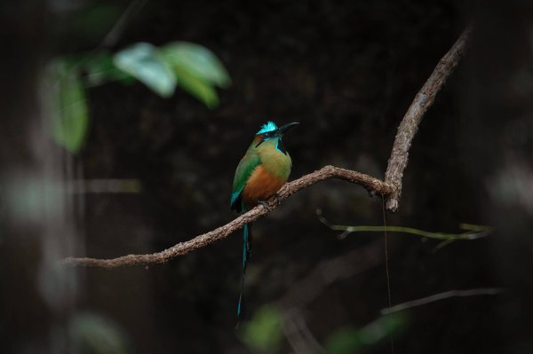 Comment choisir le couteau à steak parfait pour sublimer vos repas