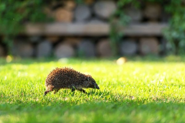 Comment distinguer les excréments de hérisson des autres déjections animales ?