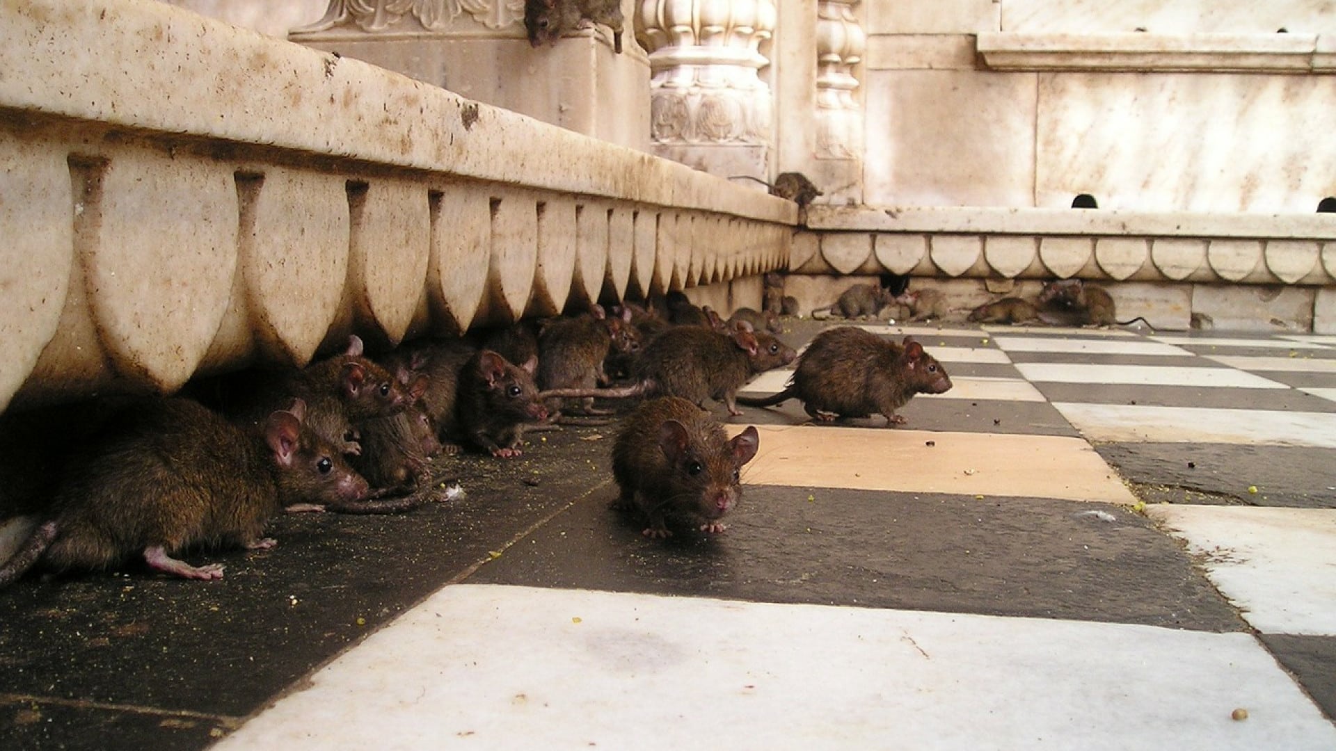 L'intervention d'un expert pour éliminer définitivement les rats
